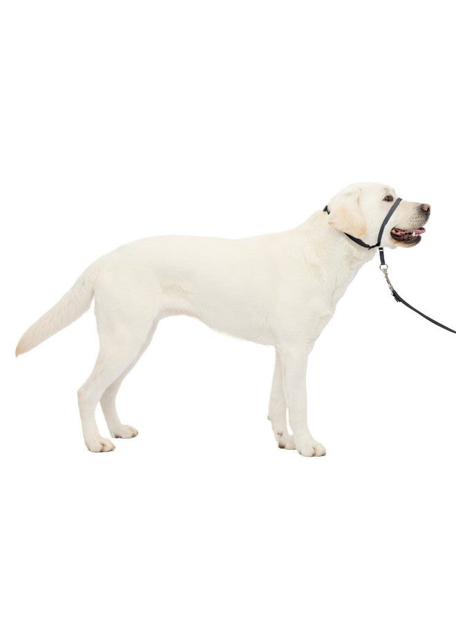 بيت سيف طوق رأس الكلب PetSafe Gentle Leader No-Pull - الحل الأمثل للسحب - يحول اتجاه سحب كلبك لتسهيل المشي - يساعدك على استعادة السيطرة - كبير، فحمي - Image 1