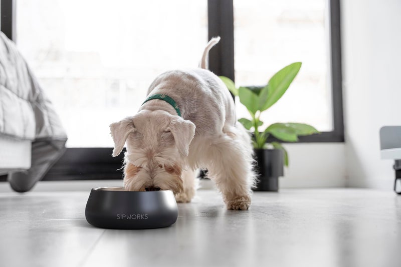Sipworks Stainless Steel Dog Bowl â€“ 32oz Weighted Metal Food and Water Bowls for Dogs and Cats with Non-Slip Base - Pet Bowls for All Breeds Sizes for Travel & Outdoor Play - Mahogany - Image 3