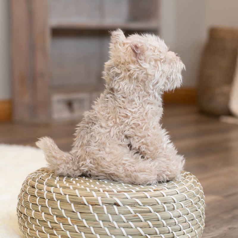 DEMDACO Chorkie Mix Rescue Breed Dog Soft Brown 10 inch Plush Fabric Stuffed Figure Toy - Image 4