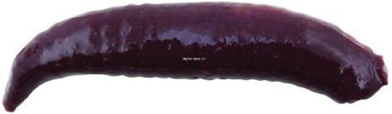 Berkley Gulp Alive Floating Pinched Crawler Fishing Soft Bait Nightcrawler 1in