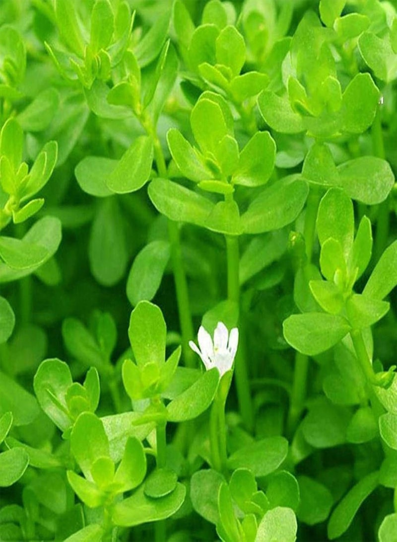 GGOOT Green Garden Flower Plants-50Pcs Aquarium Plant Seeds Water Grass Tortoise Fish Tank Decoration - Image 2