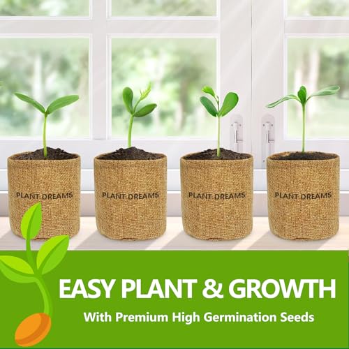 Endbug Bonsai Tree Kit, Bonsai Starter Kit with 4 Types of Seeds, Tools & Planters, Bonsai Tree Live Plants Indoor, Gardening Gifts for Women Men Mom Father Plant Lover, Unique - Image 3