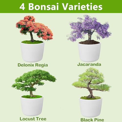 Endbug Bonsai Tree Kit, Bonsai Starter Kit with 4 Types of Seeds, Tools & Planters, Bonsai Tree Live Plants Indoor, Gardening Gifts for Women Men Mom Father Plant Lover, Unique - Image 4