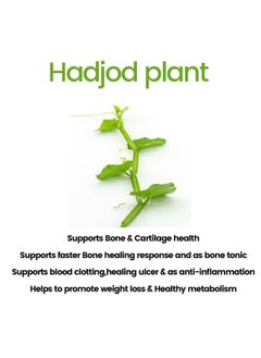 Kudos Ayurveda Hadjod Bone & Joint Wellness 60 Tablets  - Image 4