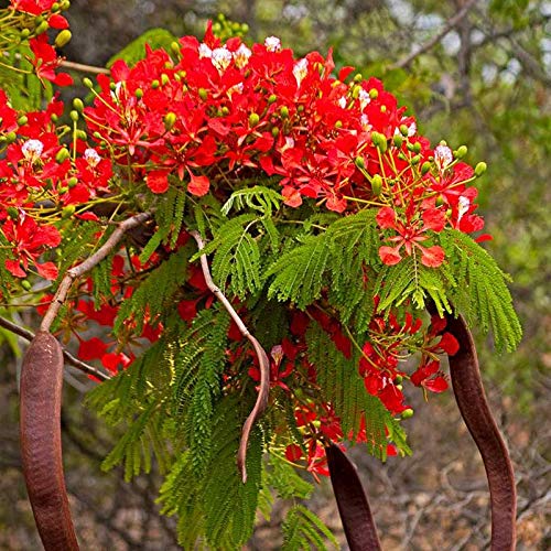 SelfLine SelfLine Flowering Tree Shade Trees For Playgrounds Gulmohar  - Image 1