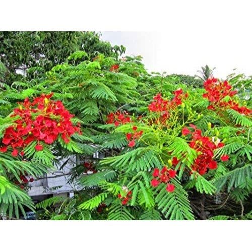 SelfLine SelfLine Flowering Tree Shade Trees For Playgrounds Gulmohar  - Image 2
