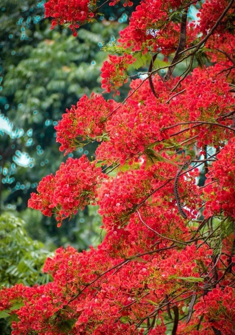 SelfLine SelfLine Flowering Tree Shade Trees For Playgrounds Gulmohar  - Image 3