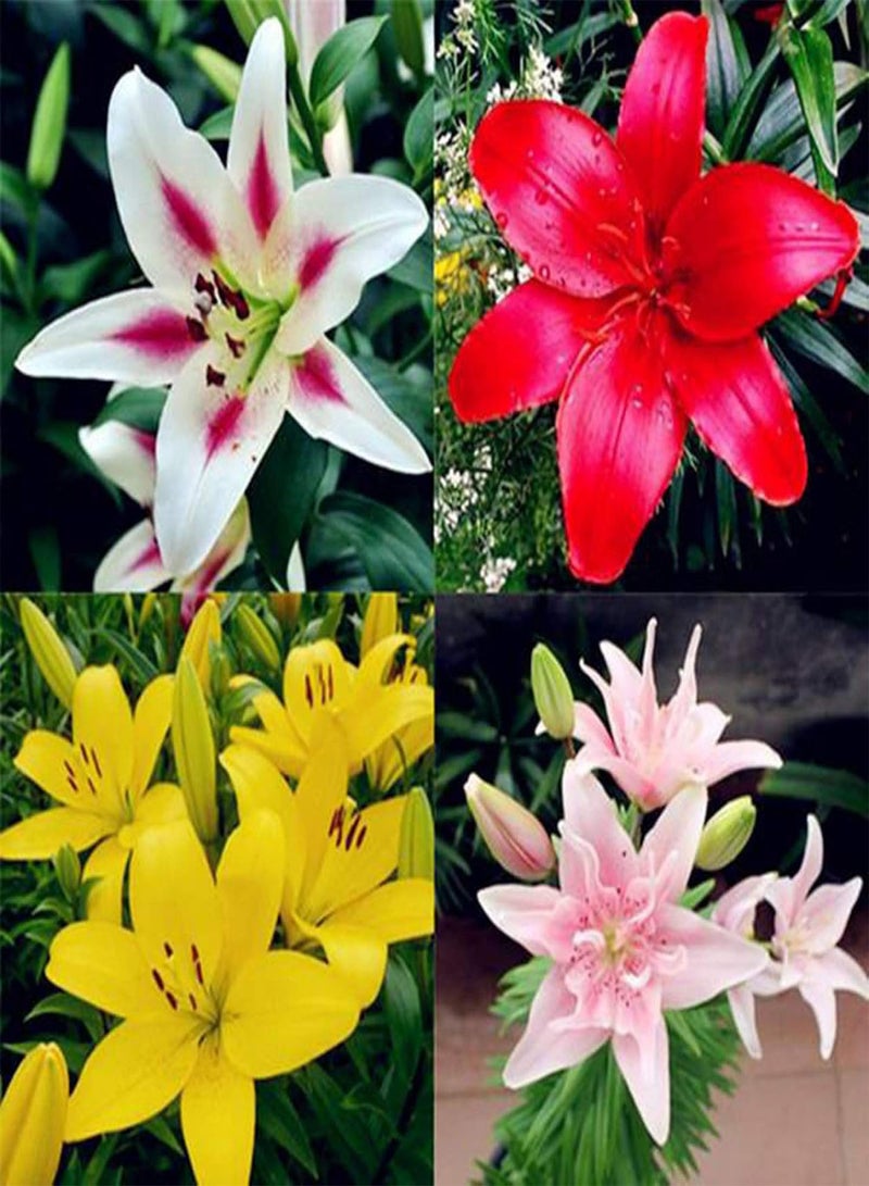 GGOOT Green Garden Flower Plants-100Pcs Rare Lily seeds Seeds Home Garden Balcony Perfume Flower Bonsai Plant - Yellow Lily Seeds - Image 3