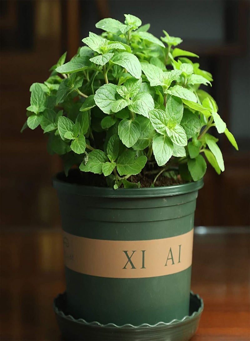 GGOOT Green Garden Flower Plants-50Pcs/Bag Mint Seeds Heat Tolerant Sunshine Prefer Decorative Officinal Mint Seedlings for Garden - Mint Seeds - Image 1