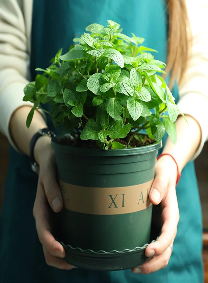 GGOOT Green Garden Flower Plants-50Pcs/Bag Mint Seeds Heat Tolerant Sunshine Prefer Decorative Officinal Mint Seedlings for Garden - Mint Seeds - Image 2