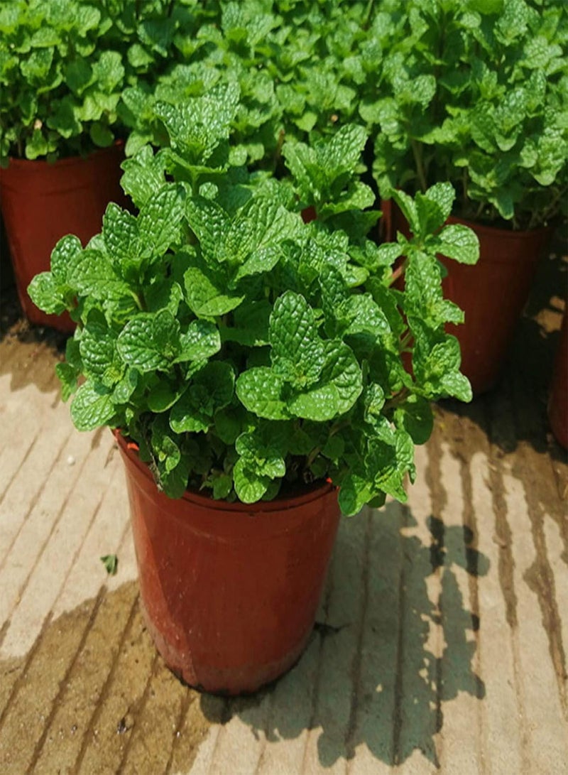 GGOOT Green Garden Flower Plants-50Pcs/Bag Mint Seeds Heat Tolerant Sunshine Prefer Decorative Officinal Mint Seedlings for Garden - Mint Seeds - Image 3