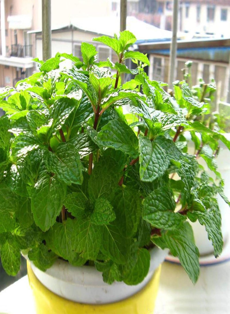 GGOOT Green Garden Flower Plants-50Pcs/Bag Mint Seeds Heat Tolerant Sunshine Prefer Decorative Officinal Mint Seedlings for Garden - Mint Seeds - Image 5