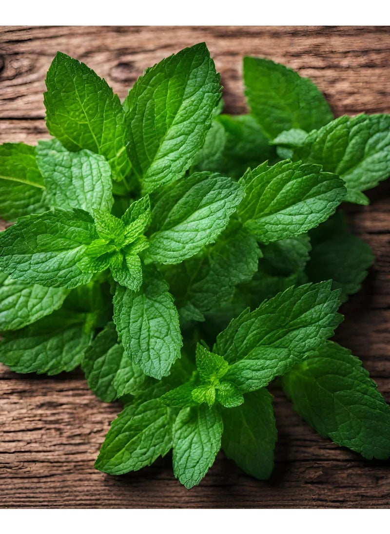 GROW - Mint seeds - Al Fajr - Image 1
