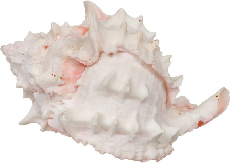 Zoo Med X-Large Hermit Crab Growth Shell for Proper Shell Change