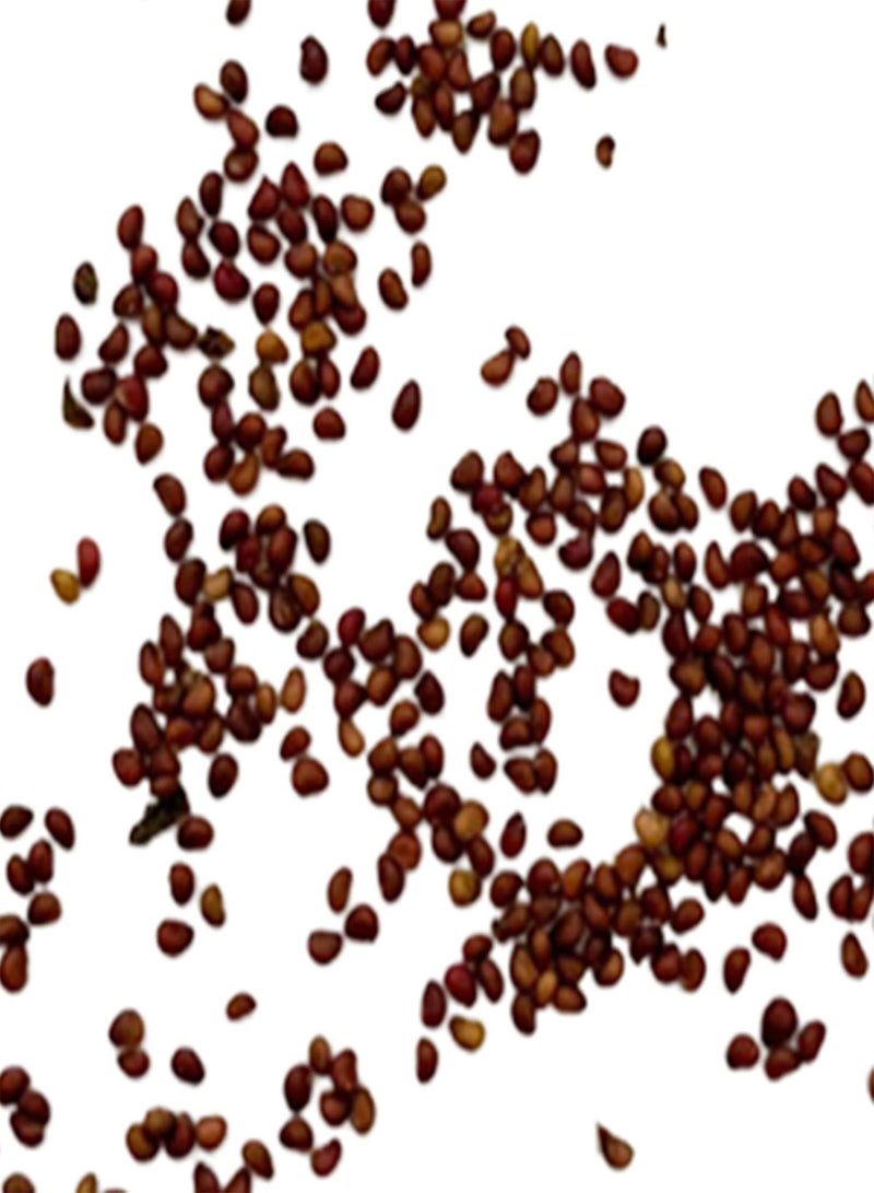 GGOOT 300Pcs Giant Strawberry Seeds Easy Planting Viable Fresh Perennial Fruit Crop Seedlings for Garden Fruit Seeds for Courtyard - Image 2