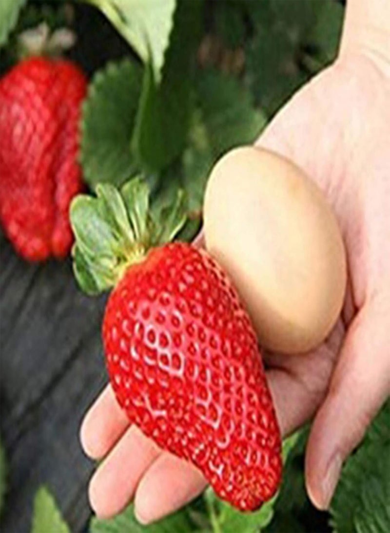GGOOT 300Pcs Giant Strawberry Seeds Easy Planting Viable Fresh Perennial Fruit Crop Seedlings for Garden Fruit Seeds for Courtyard - Image 4