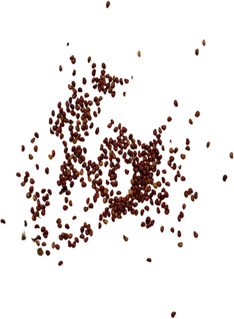 GGOOT 300Pcs Giant Strawberry Seeds Easy Planting Viable Fresh Perennial Fruit Crop Seedlings for Garden Fruit Seeds for Courtyard - Image 5