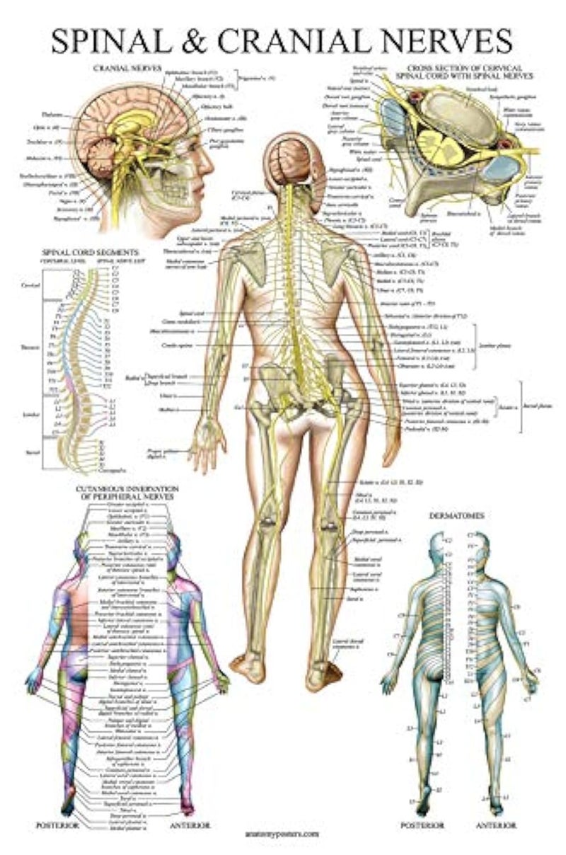 Palace Learning Palace Learning Spinal Nerves Anatomical Chart  Spine and Cranial Nervous System Anatomy Poster with Dermatomes LAMINATED 18 x 24 
