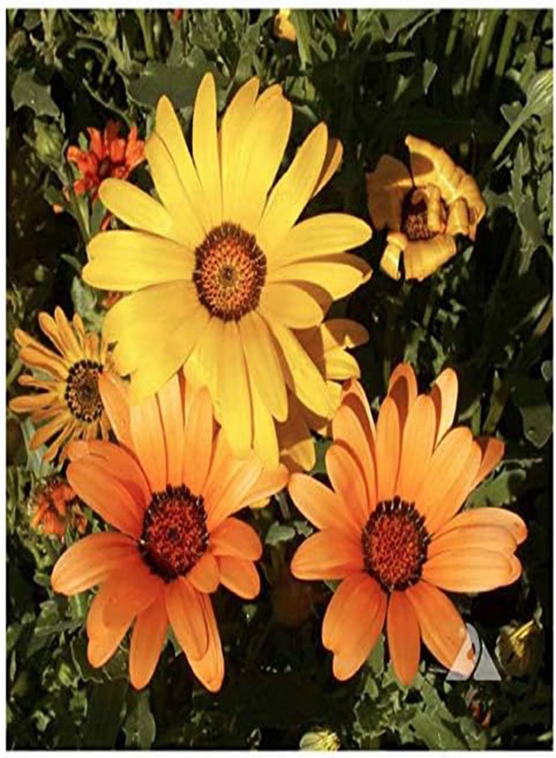 GGOOT 1500 African Field Daisy Seeds - Dimorphotheca Sinuata - Image 2