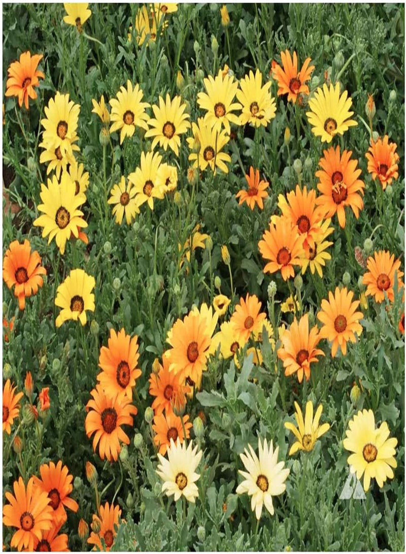 GGOOT 1500 African Field Daisy Seeds - Dimorphotheca Sinuata - Image 1