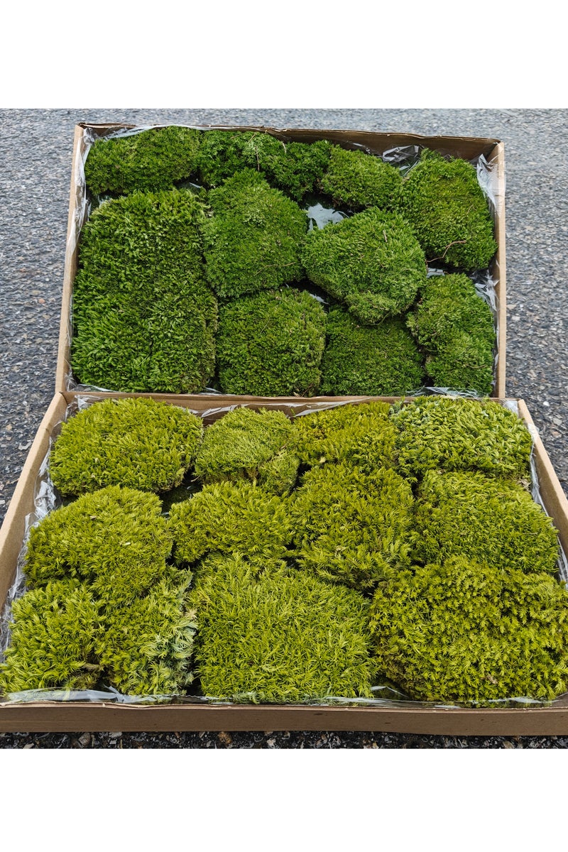 RYK-Natural Preserved Dried Pincushion Moss， Handmade, elegant moss wall decoration - zero maintenance, perfect for home, office, and wedding venues - Image 1