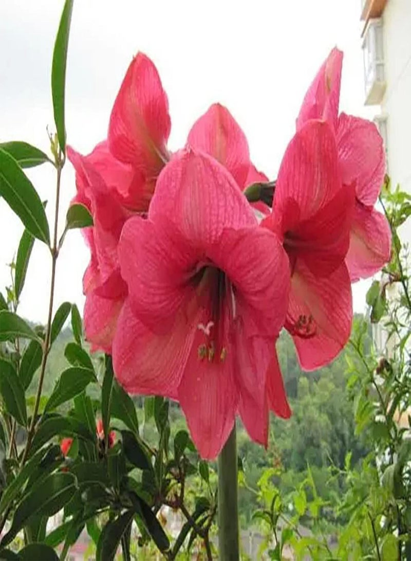 جي جوت 2 x rosafarbene Amaryllis Zwiebeln sind eine der berühmtesten Schnittblumen der Welt Starke Anpassungsfähigkeit Einfach zu kultivieren Schaffen Sie eine schöne Umgebung die Schnell wächst - Image 1