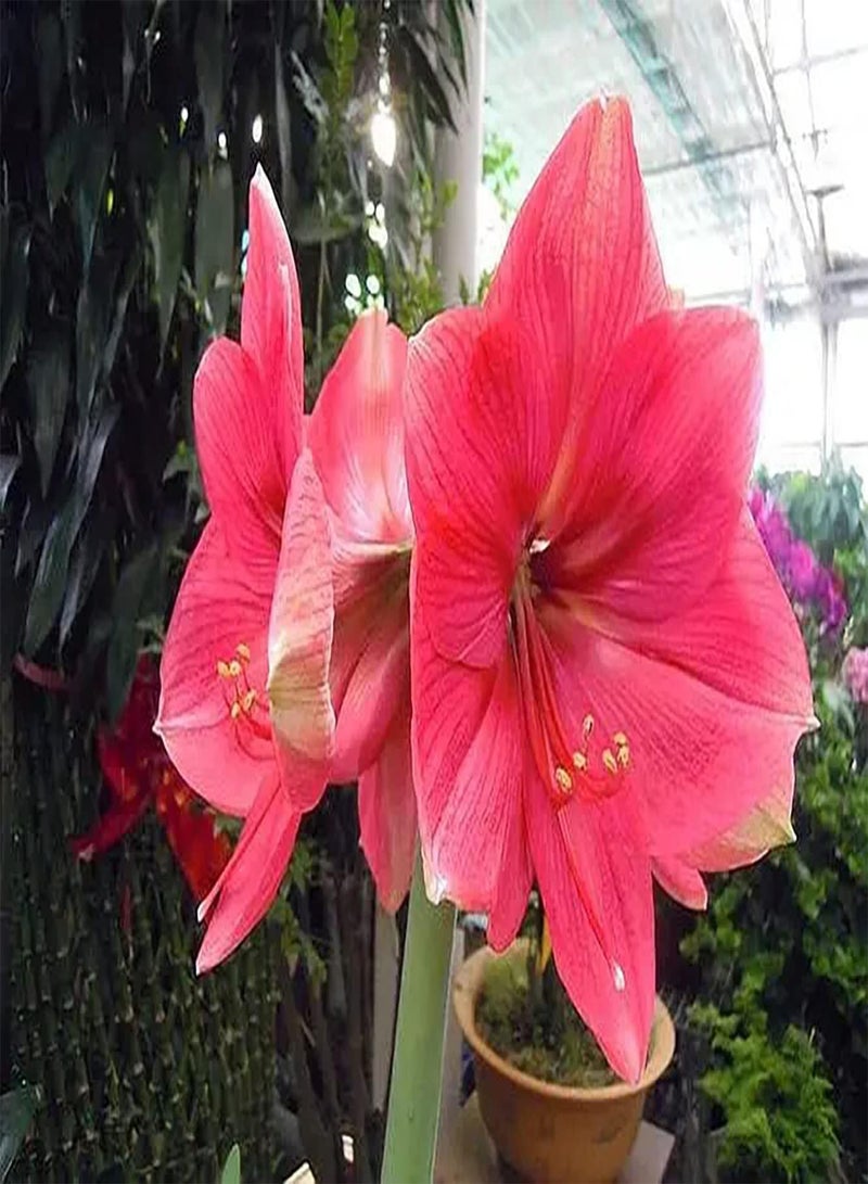 جي جوت 2 x rosafarbene Amaryllis Zwiebeln sind eine der berühmtesten Schnittblumen der Welt Starke Anpassungsfähigkeit Einfach zu kultivieren Schaffen Sie eine schöne Umgebung die Schnell wächst - Image 2