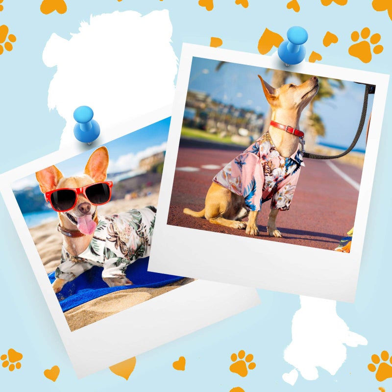 Weewooday 4 Pieces Small Pet Summer T-Shirts Hawaii Style Floral Pet Dog Shirt Breathable Cool Clothes Beach Seaside Puppy Sweatshirt for Puppy(Floral Style,X-Large) - Image 5