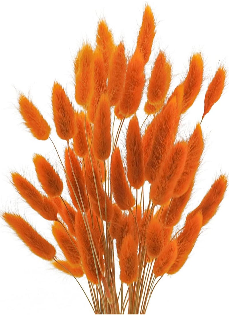 Excefore Natural Bunny Tails Dried Flowers, 60 Pcs Dried Lagurus Ovatus, Dried Pampas Grass Decor for Farmhouse Flower Arrangements Wedding Home Boho Party Decorations(Orange)  - Image 1