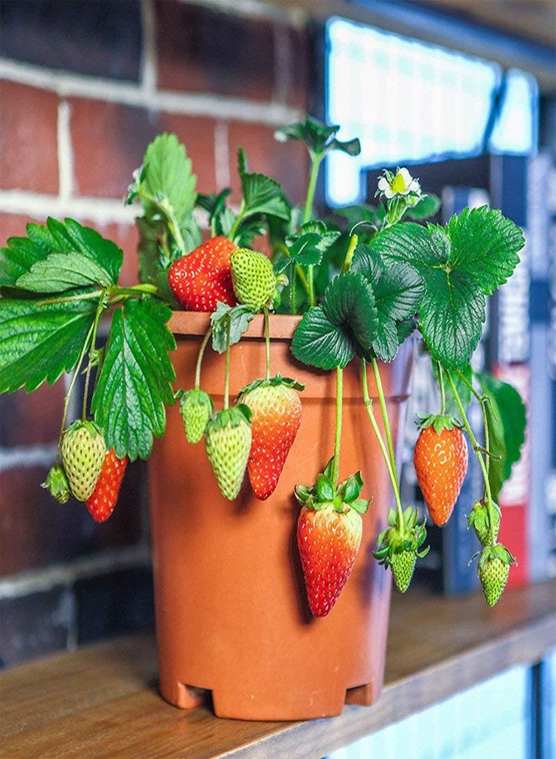GGOOT 100 Seeds Giant Strawberry Seeds For Sweet And Juicy Garden Plant - Image 2