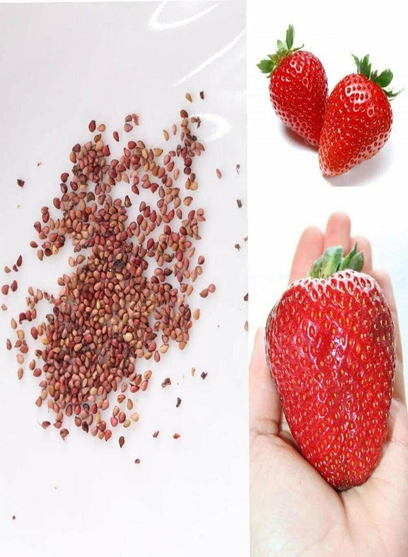 GGOOT 100 Seeds Giant Strawberry Seeds For Sweet And Juicy Garden Plant - Image 1