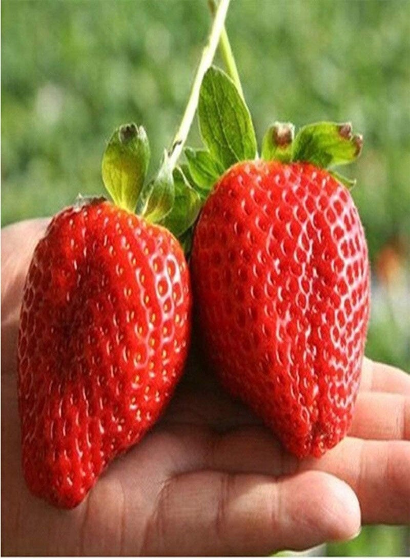 GGOOT 100 Seeds Giant Strawberry Seeds For Sweet And Juicy Garden Plant - Image 3