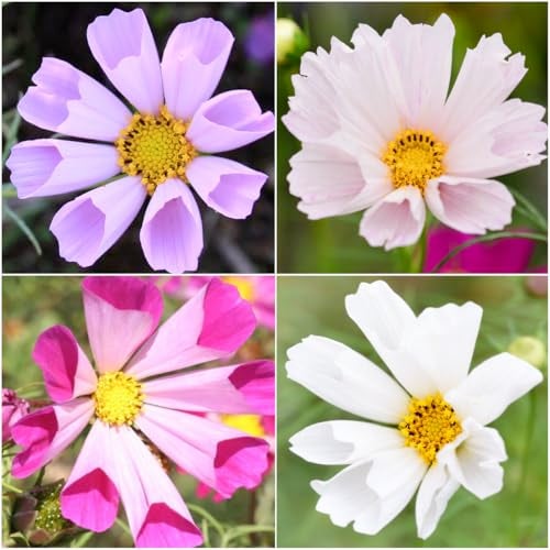 Seed Needs Seashells Cosmos Seeds Multicolored Flower Seed Blend | 3,000+ Heirloom Seeds for Planting Cosmo Bipinnatus Open Pollinated | Unique Mixed Colors Tubular Blooms Attract Pollinators | Bulk - Image 5