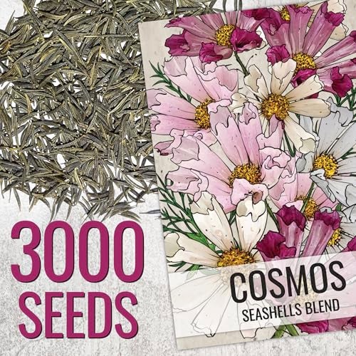 Seed Needs Seashells Cosmos Seeds Multicolored Flower Seed Blend | 3,000+ Heirloom Seeds for Planting Cosmo Bipinnatus Open Pollinated | Unique Mixed Colors Tubular Blooms Attract Pollinators | Bulk - Image 2