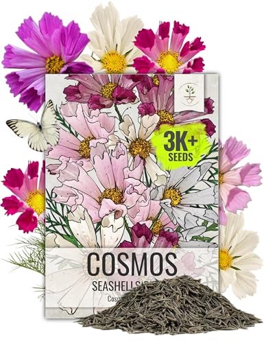 Seed Needs Seashells Cosmos Seeds Multicolored Flower Seed Blend | 3,000+ Heirloom Seeds for Planting Cosmo Bipinnatus Open Pollinated | Unique Mixed Colors Tubular Blooms Attract Pollinators | Bulk - Image 1