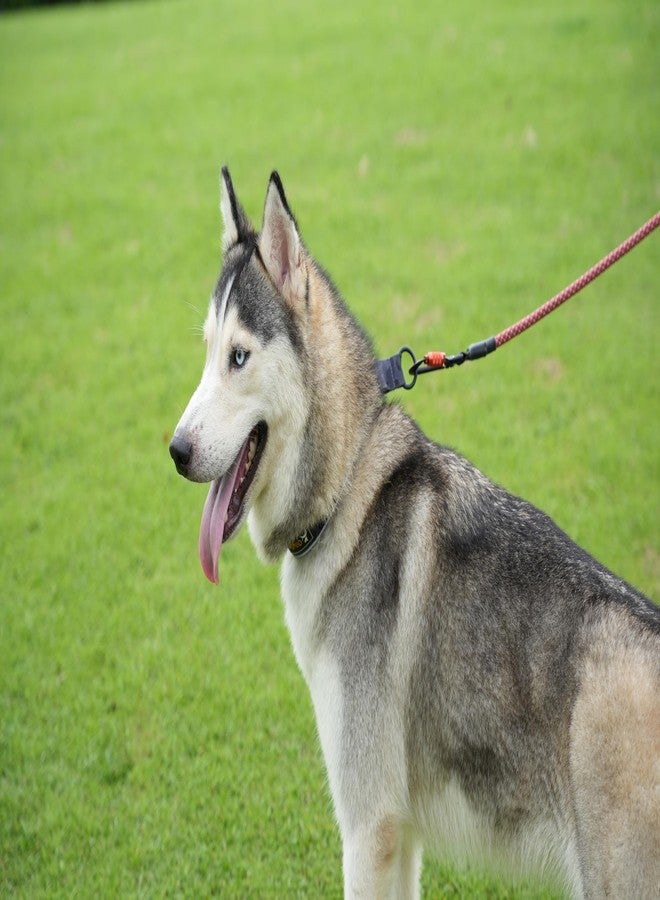 OllyDog طوق OllyDog Martingale العاكس المريح، طوق انزلاق عاكس للجري الليلي، مبطن بالنيوبرين الناعم، راحة إضافية للكلاب النشطة (متوسط، مموه الأحلام) - Image 3
