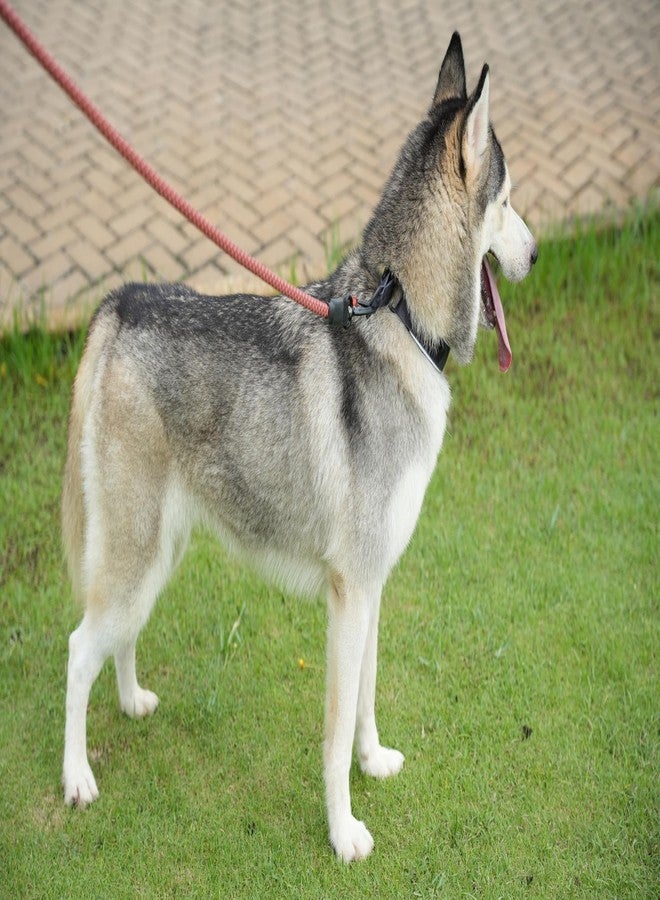 OllyDog طوق OllyDog Martingale العاكس المريح، طوق انزلاق عاكس للجري الليلي، مبطن بالنيوبرين الناعم، راحة إضافية للكلاب النشطة (متوسط، مموه الأحلام) - Image 4