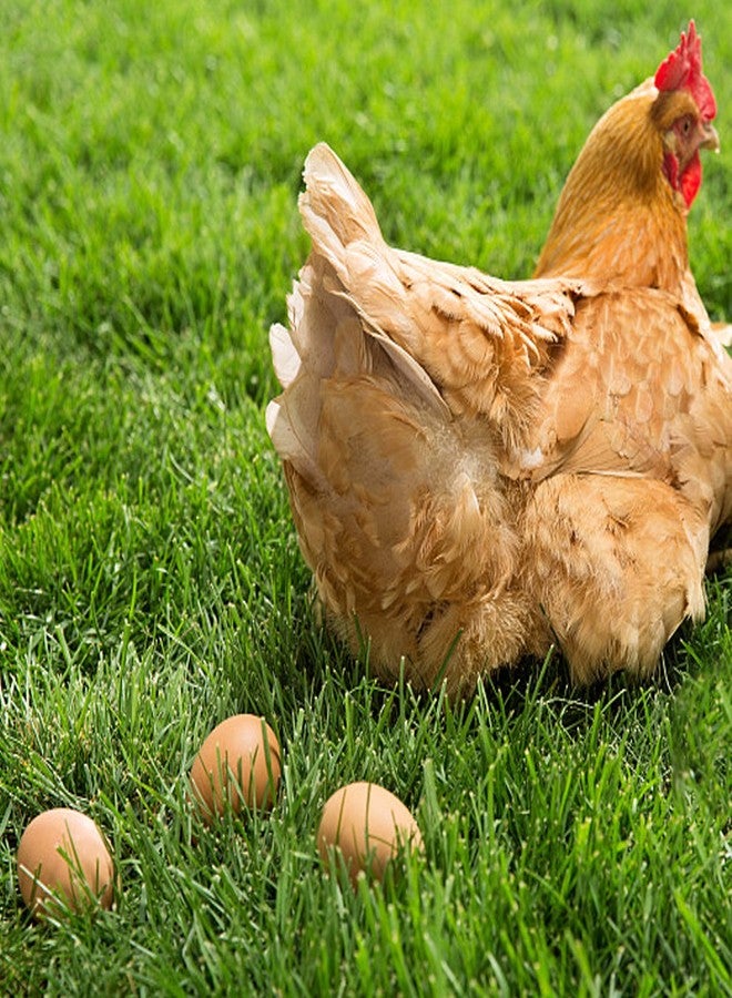 يونكو مجموعة يونكو المكونة من 6 بيضات خشبية لعيد الفصح، بيض مزيف، ملحقات حظيرة الدجاج، بيض عيد الفصح للأعمال اليدوية، بيض بني اللون للدجاج البياض - Image 4