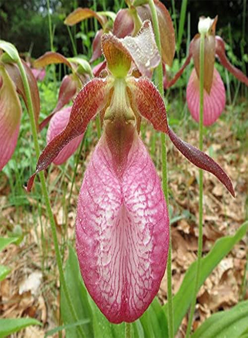 GGOOT 40pcs Pink Lady's Slipper Orchid Flower Seeds