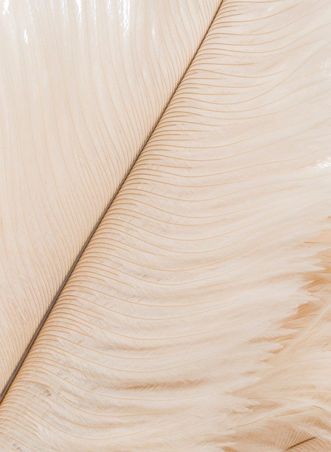 Redecker Ostrich Feather Duster with Varnished Wooden Handle, 19-2/3-Inches, White - Image 2