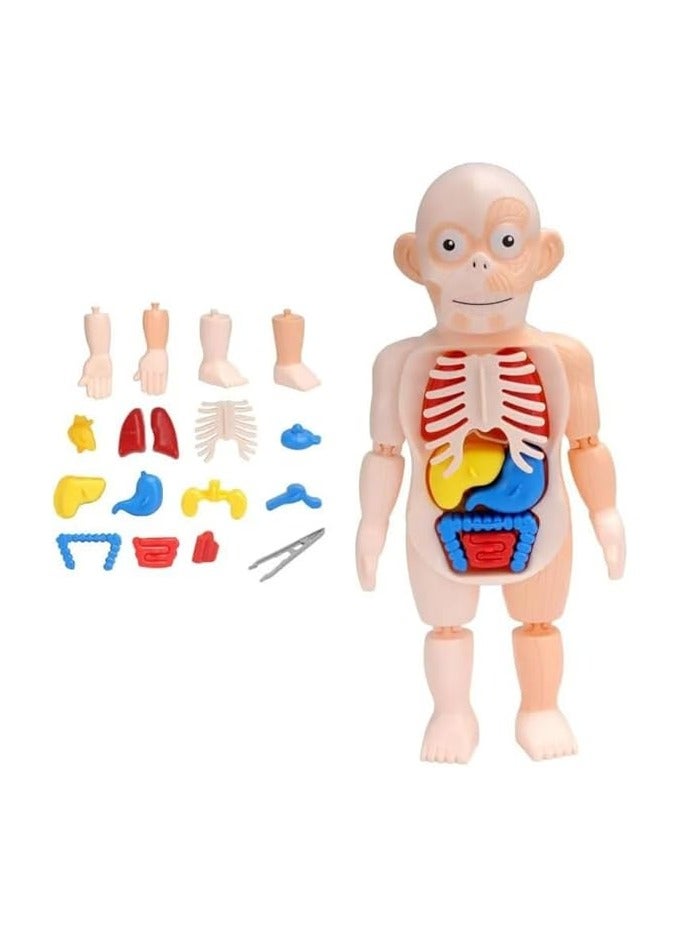 Body Organ Puzzle