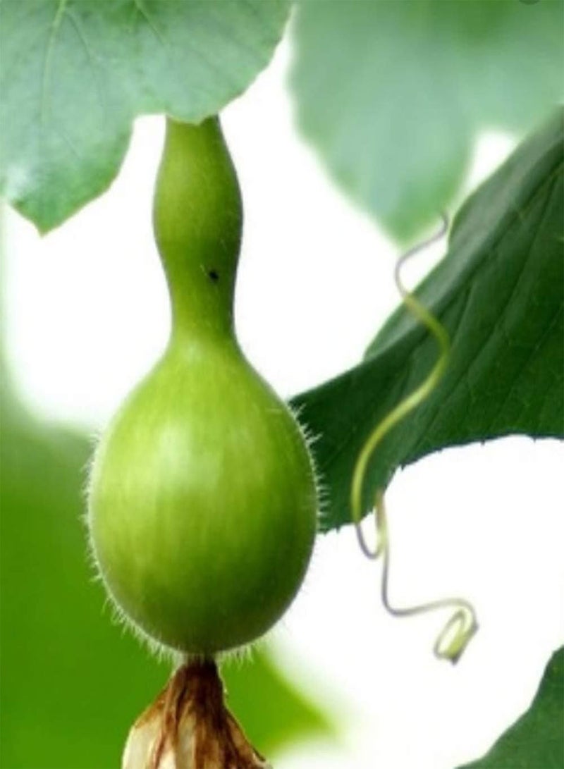 GGOOT 80Pcs Gourd Seeds for Planting Mixed Colors Non-GMO Healthy Vegetables Rapid Growth Strong Adaptability Add Color to The Garden - Image 2