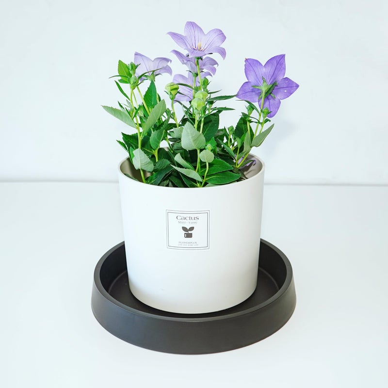 Bleuhome 1 Pack Plant Saucer Tray for Ceramic Plastic Pots, 6 inch Plant Saucers for Indoors, Pot Saucers Trays, Flower Planter Water Drip Trays for Pots Base (6", Black) - Image 3