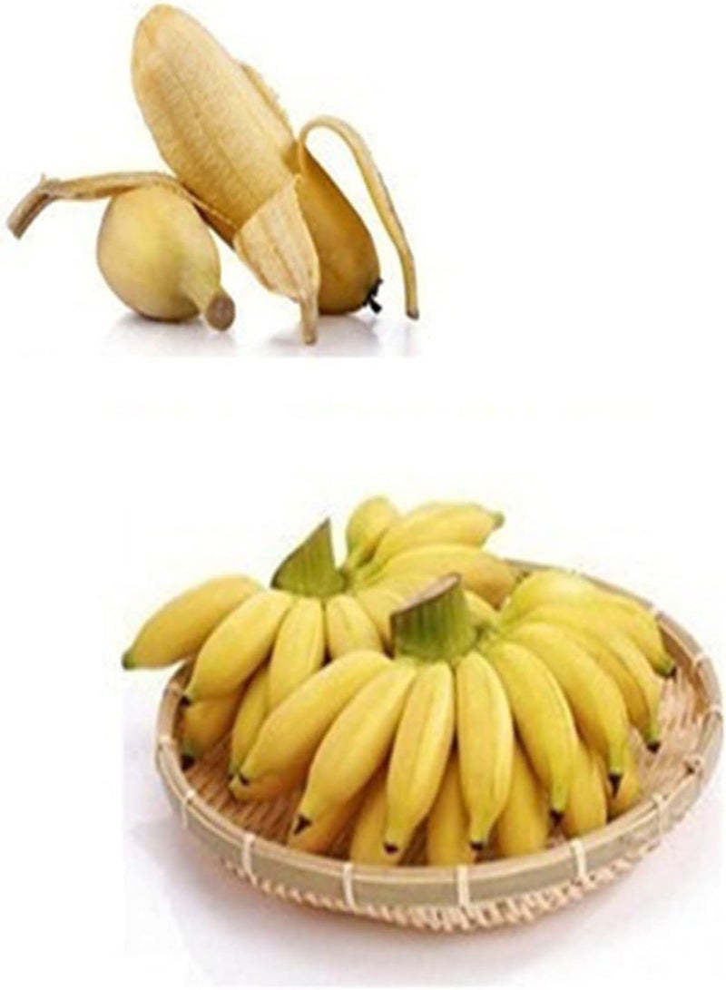 جي جوت 100 قطعة من بذور شجرة الموز القزمة، فاكهة بونساي صغيرة، نباتات غريبة للحديقة المنزلية والمكتب - بذور الموز - Image 2