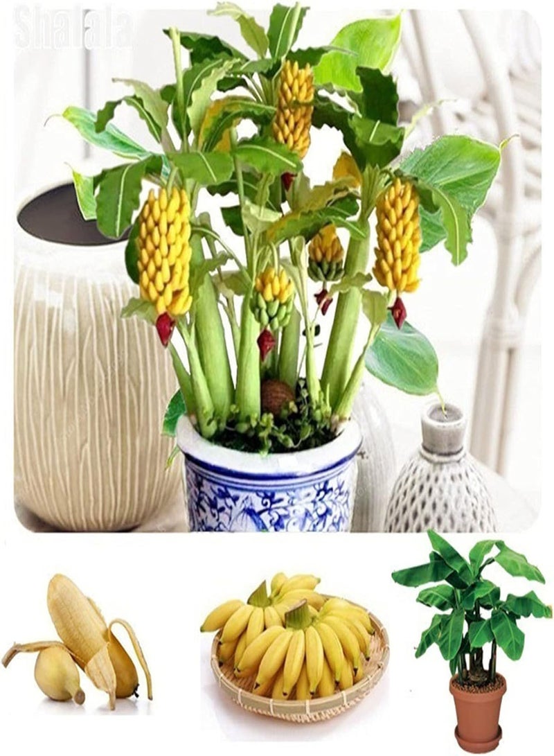 جي جوت 100 قطعة من بذور شجرة الموز القزمة، فاكهة بونساي صغيرة، نباتات غريبة للحديقة المنزلية والمكتب - بذور الموز - Image 1