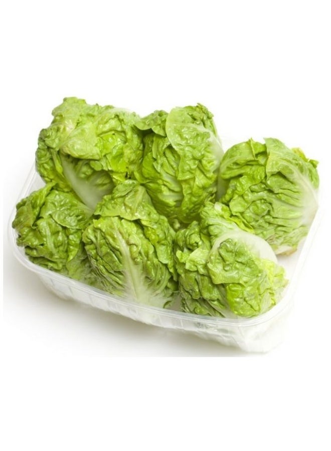 Little Gem Lettuce 500- 6 pieces  per pack