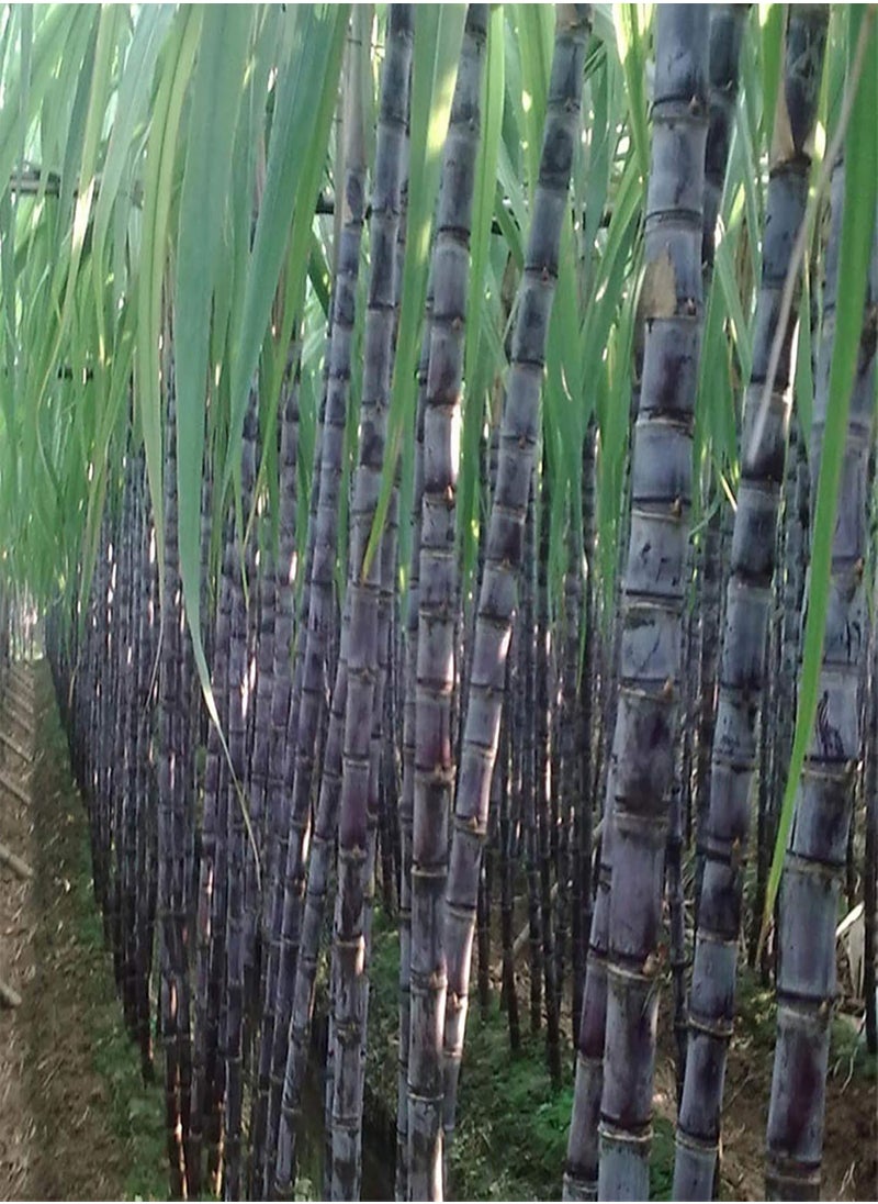 GGOOT 100Pcs Sugarcane Seeds Succulent Edible High Sugar Content Tasty Sugarcane Seeds for Farm - Sugarcane Seeds - Flower Seeds Vegetable Seeds Fruit Seeds Garden Plant Seeds  - Image 1