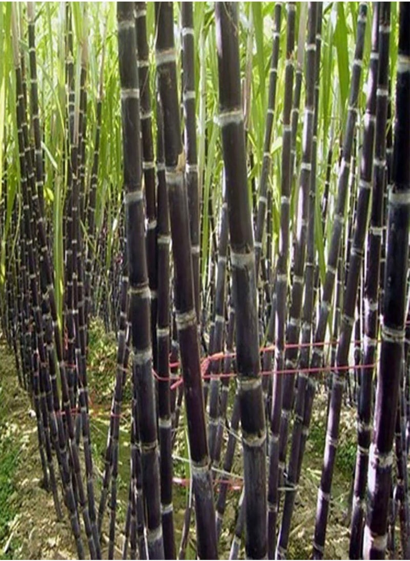 GGOOT 100Pcs Sugarcane Seeds Succulent Edible High Sugar Content Tasty Sugarcane Seeds for Farm - Sugarcane Seeds - Flower Seeds Vegetable Seeds Fruit Seeds Garden Plant Seeds  - Image 5