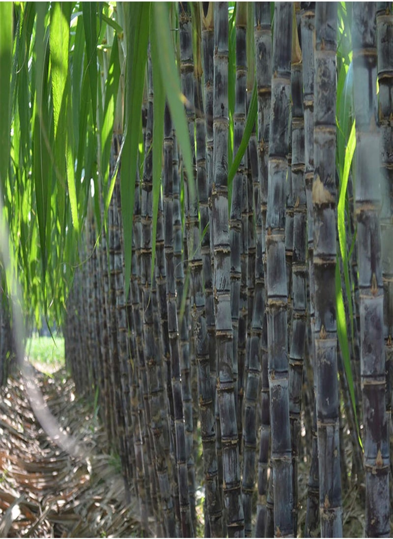 GGOOT 100Pcs Sugarcane Seeds Succulent Edible High Sugar Content Tasty Sugarcane Seeds for Farm - Sugarcane Seeds - Flower Seeds Vegetable Seeds Fruit Seeds Garden Plant Seeds  - Image 3