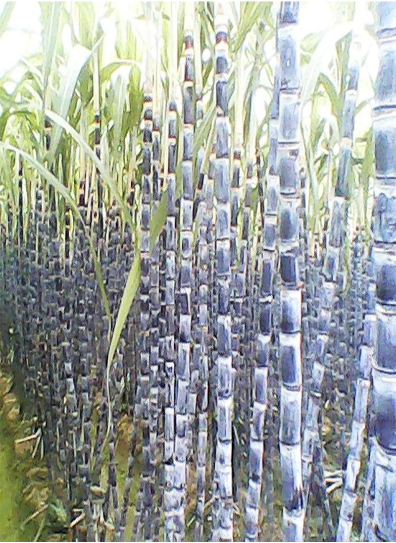 GGOOT 100Pcs Sugarcane Seeds Succulent Edible High Sugar Content Tasty Sugarcane Seeds for Farm - Sugarcane Seeds - Flower Seeds Vegetable Seeds Fruit Seeds Garden Plant Seeds  - Image 4
